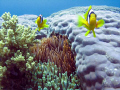   My Two little friends Islands Dahab..... Dahab  